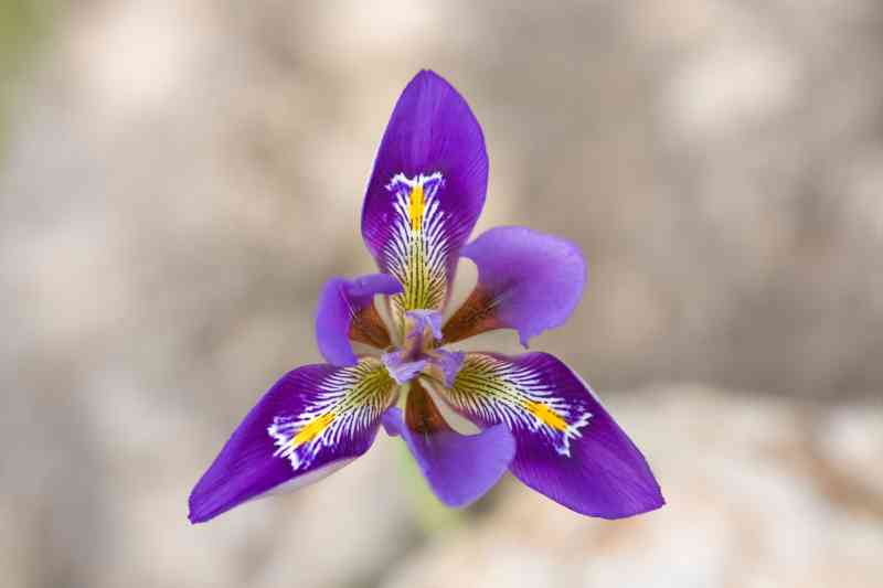 Las iris son una de las flores en las que se centrará el curso de pintura botánica