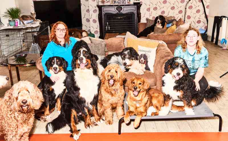 Jones y su hija Abi con sus perros de montaña Bernese, Bernedoodles, goldendoodles y golden retriever