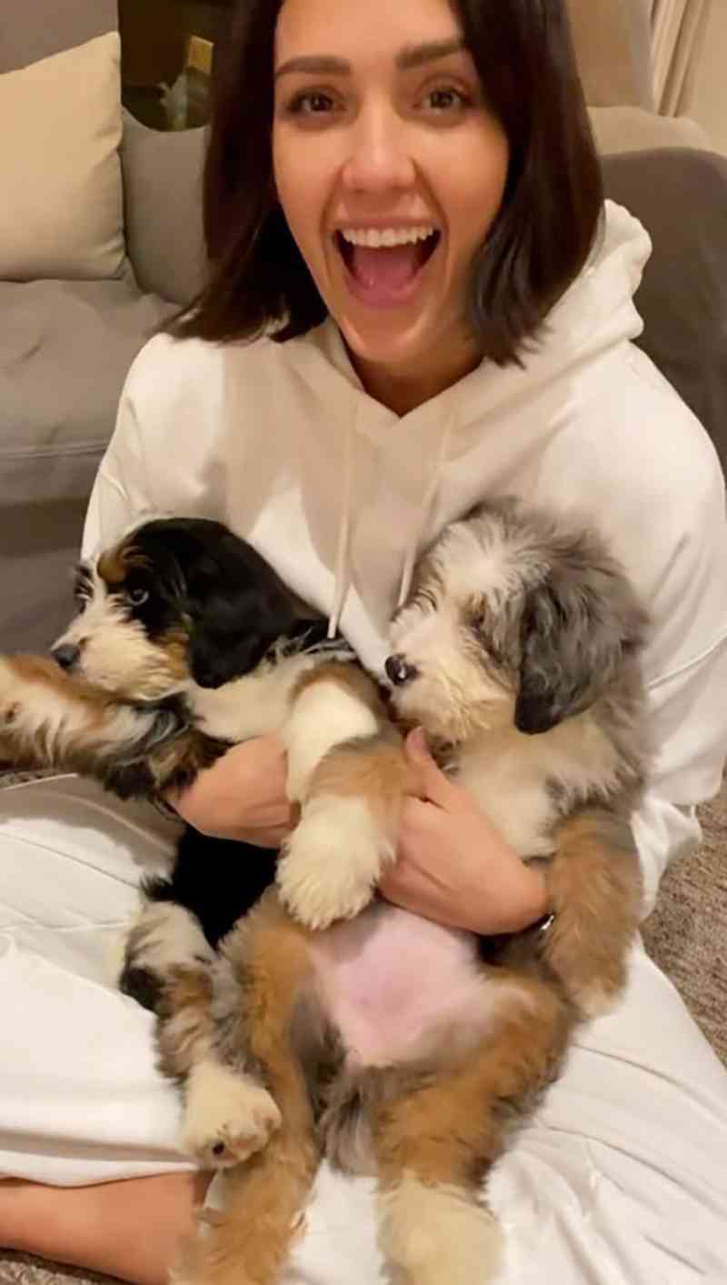 Jessica Alba con sus cachorros Bernedoodle